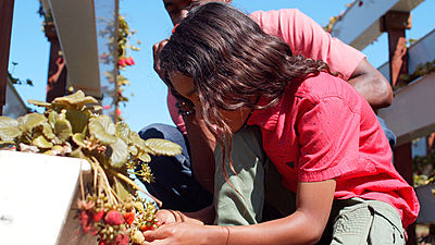Child picking berries with father